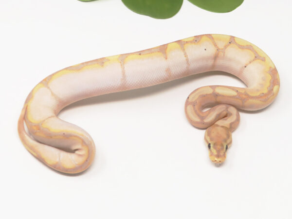 Banana Spider (Male)