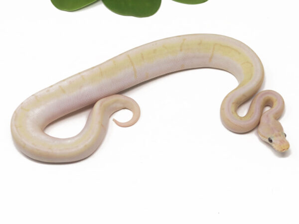 Banana Spinner Blast (Male)