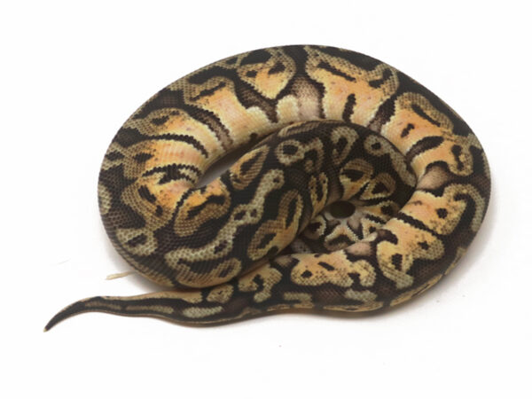 HGW Pastel (Female)