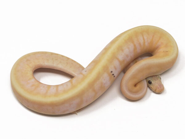 Banana HGW Pin Calico (Male)