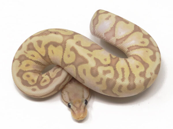 Banana Pastel (Female)