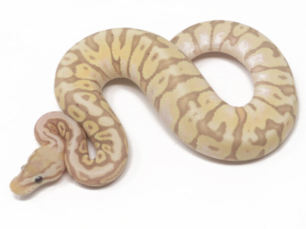 Banana HGW Pastel (Female)