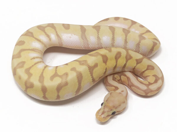 Banana HGW Enchi Pastel (Male)