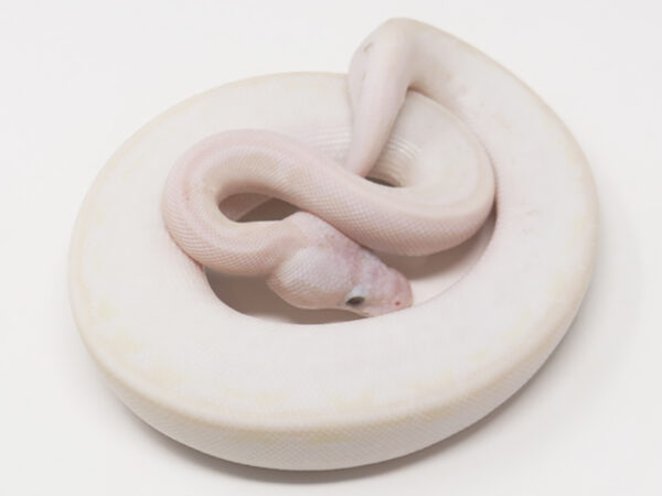 Blue Eye Leucistic (Male)