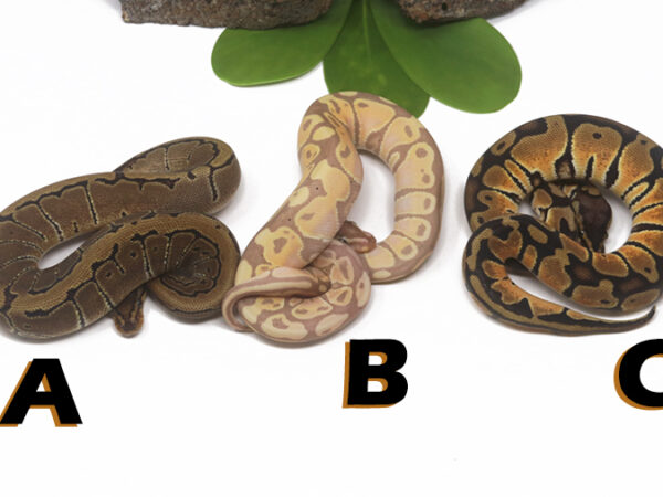 Grab Bag Contest 1518