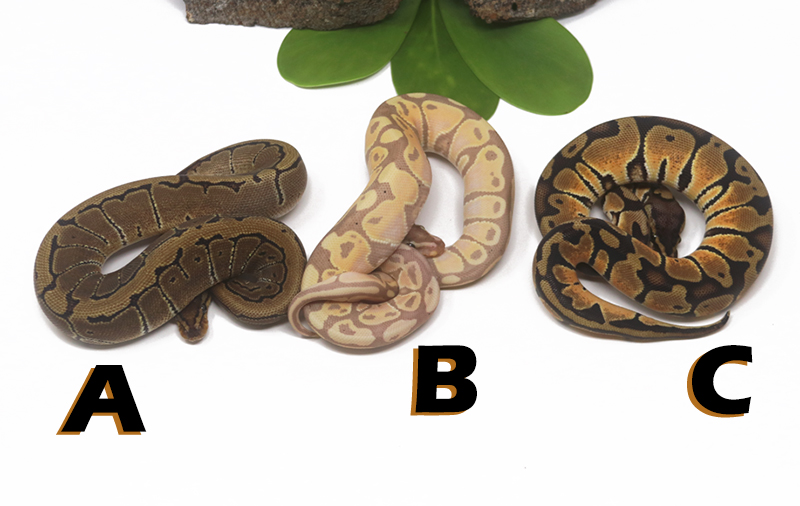 Grab Bag Contest 1518