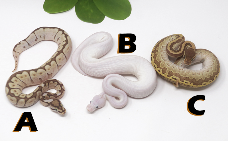 Grab Bag Contest 1519