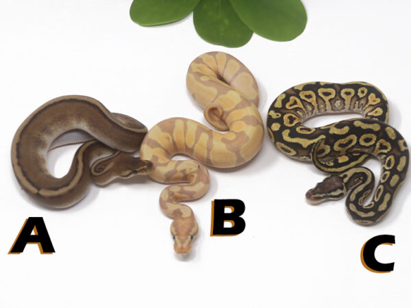 Grab Bag Contest 1520