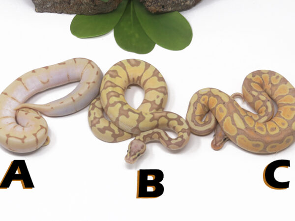 Grab Bag Contest 1523