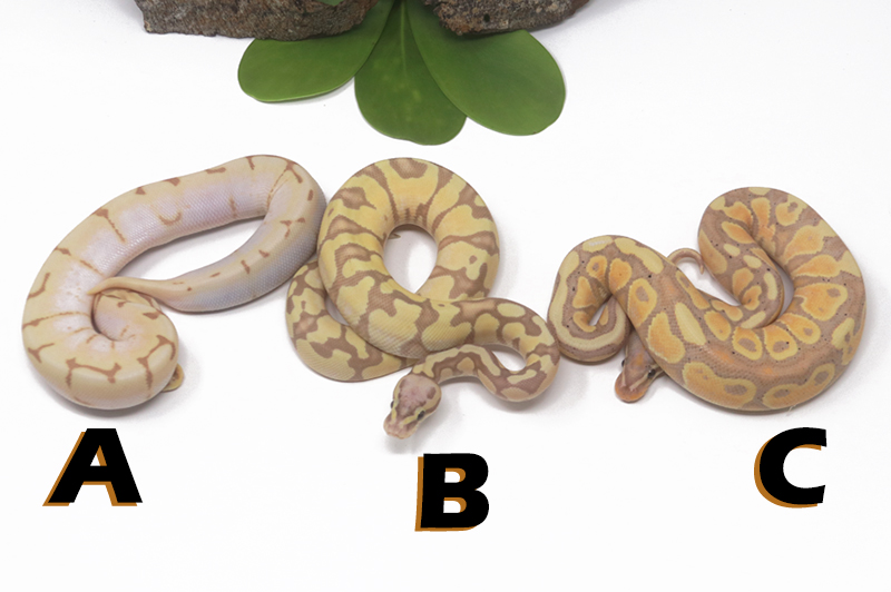 Grab Bag Contest 1523