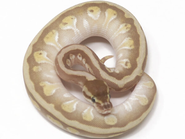 Enchi Butter (Female)