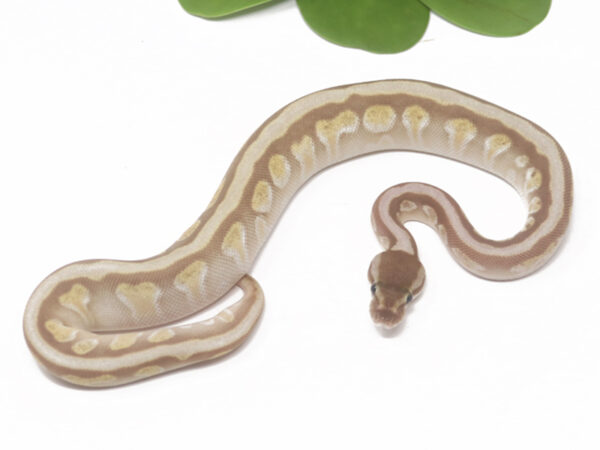 Enchi Butter (Female)