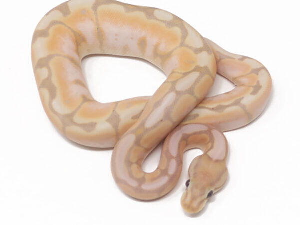 Banana Cinnamon Spider (Female)