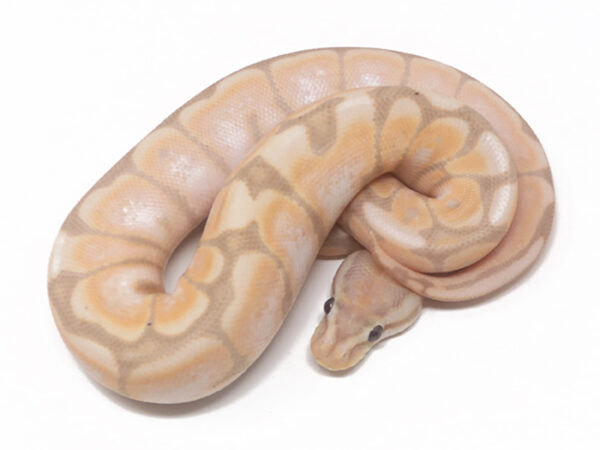 Banana Cinnamon Spider (Male)