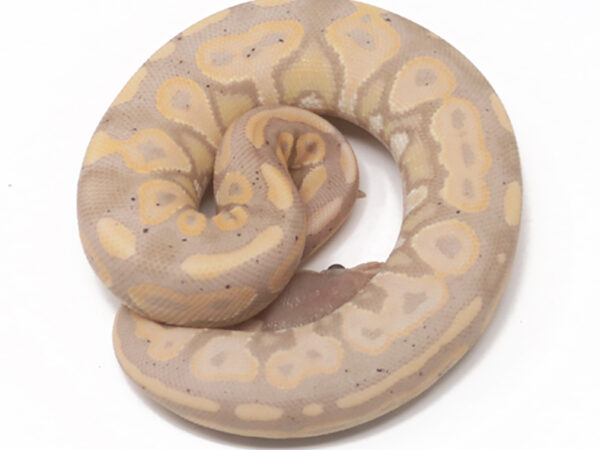 Banana Cinnamon (Female)