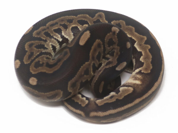 Leopard Cinnamon (Female)