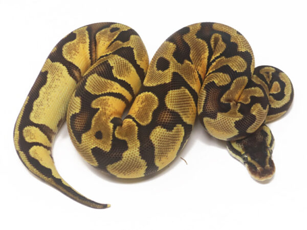 Enchi Pastel (Female)