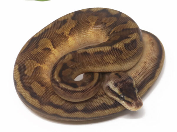 Mahogany Butter Enchi Pastel (Male)
