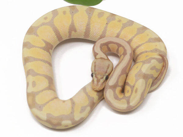 Banana Pastel (Female)