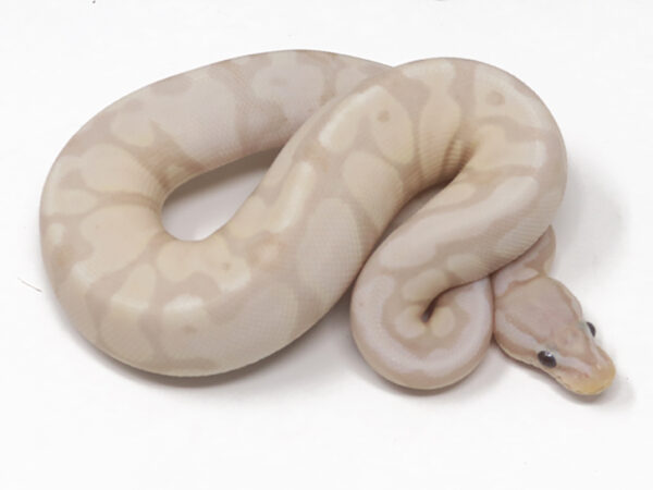 Super Banana Pastel (Female)