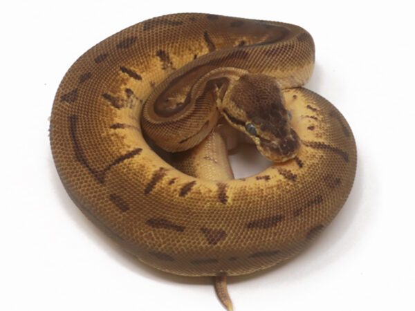 Leopard Enchi Pin Spotnose? (Female)