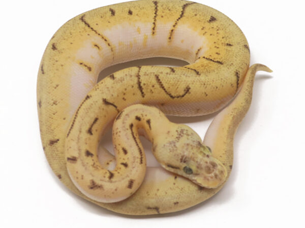Spinner Blast Enchi (Female)