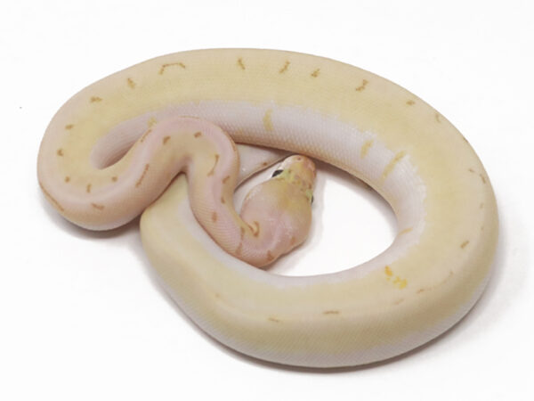 Banana Bamboo Spinner Blast (Female)