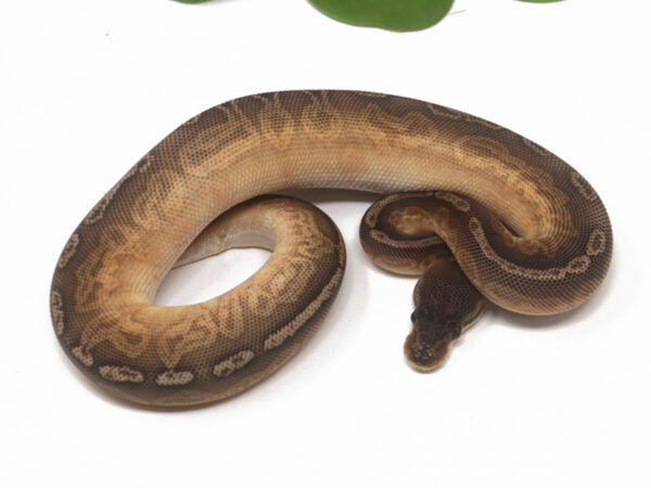 Sunset Cinnamon (Female)