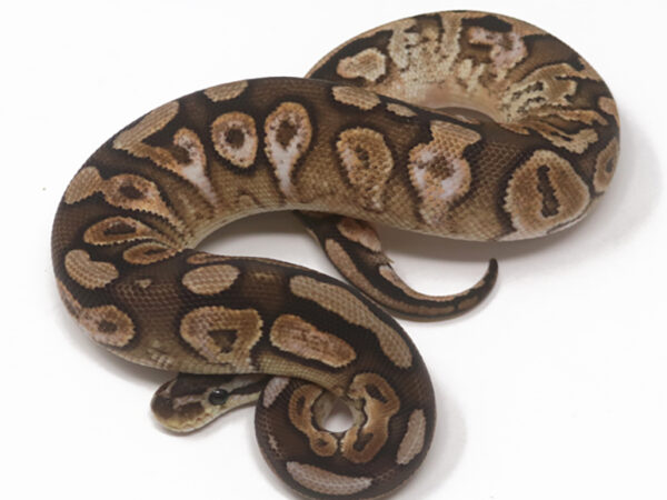 Cinnamon Calico Het Sunset (Female)