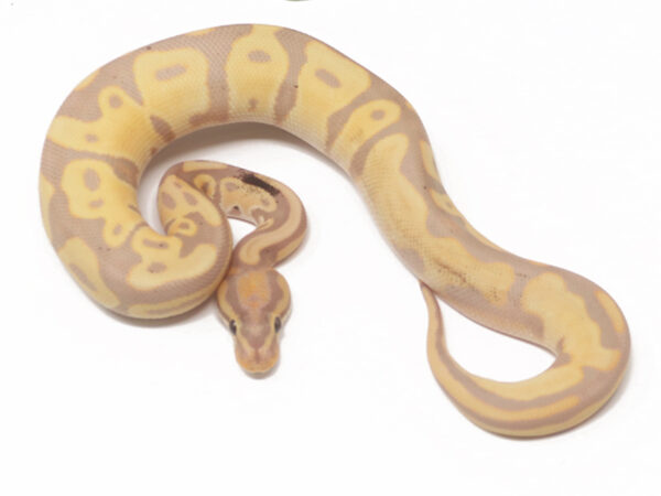 Banana Leopard OD (Male)