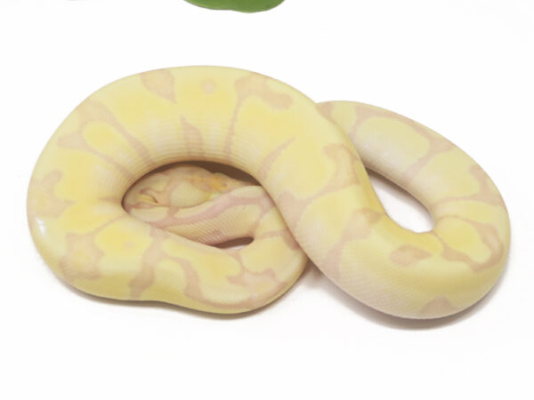 Super Banana Enchi Woma (Female)