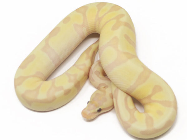 Super Banana Enchi Woma (Female)
