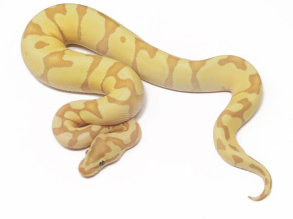 Banana Enchi (Male)