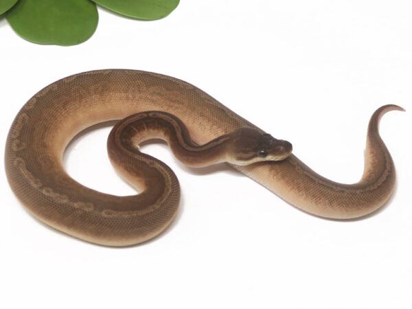 Sunset Cinnamon (Female)