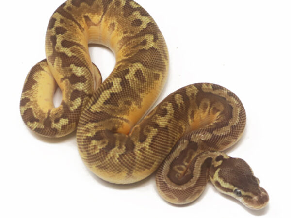 Sunset Enchi (Male)