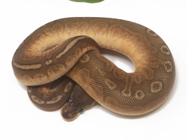 Sunset Cinnamon (Male)