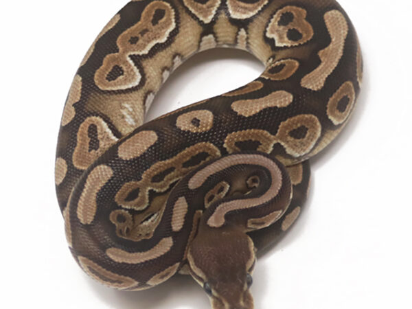 Cinnamon Het Sunset (Female)