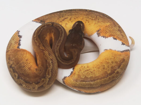 Sunset Pied (Female)