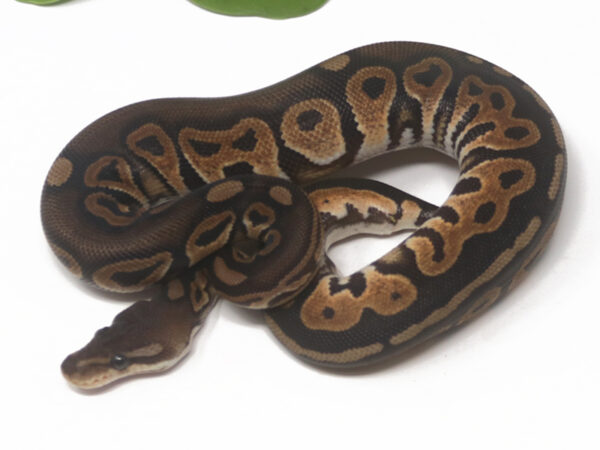 Cinnamon Het Pied Poss Het Sunset (Male)