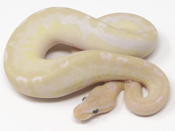 Banana Bamboo HGW Enchi (Male)