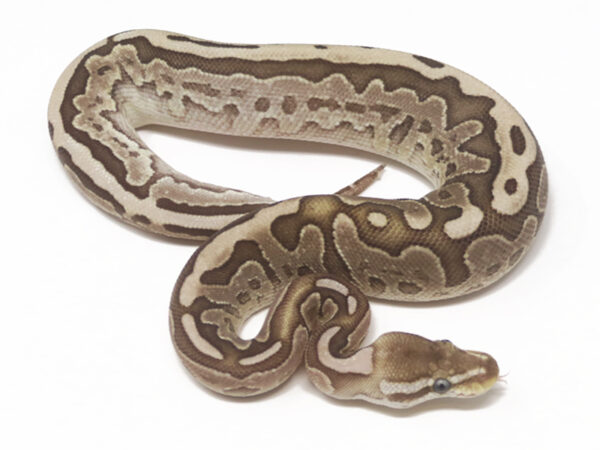 Bamboo Leopard (Female)