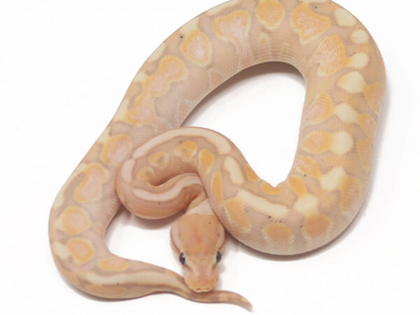 Banana HGW Cinnamon (Female)