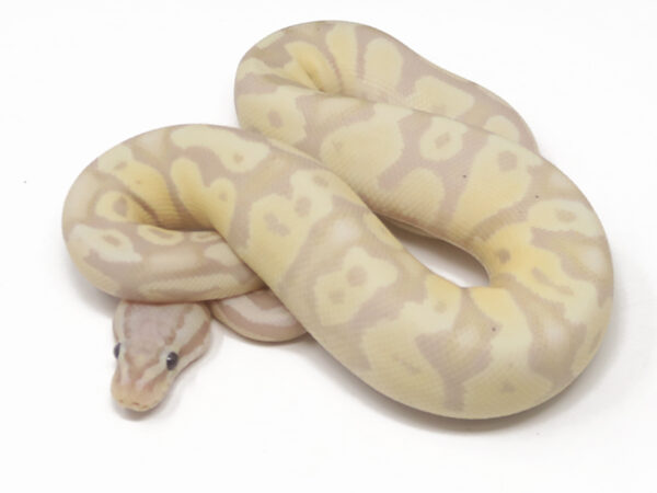 Banana Fire Fly (Male)