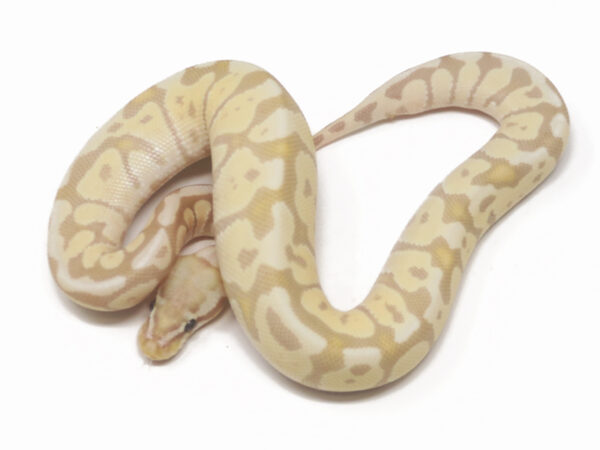 Banana Pastel Spotnose (Male)