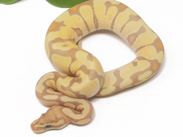 Banana Enchi (Male)