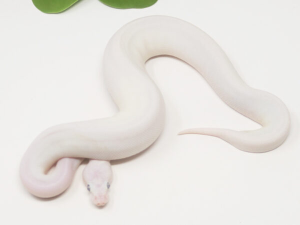 Blue Eye Leucistic (Female)