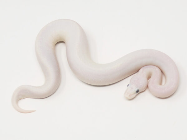 Blue Eye Leucistic (Female)