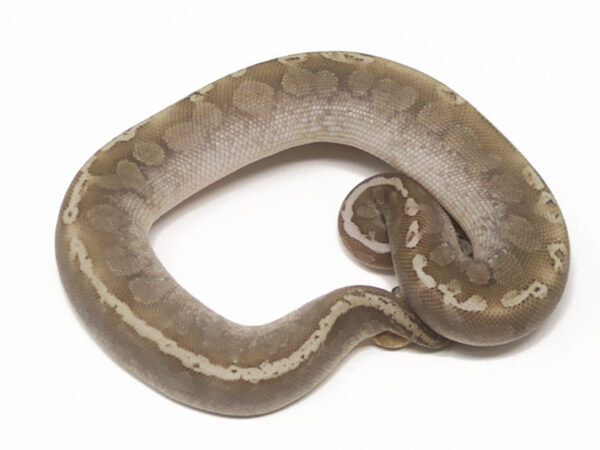 Bamboo Mahogany Enchi (Male)