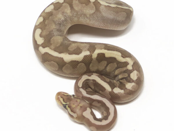 Bamboo Mahogany Enchi Pastel (Female)