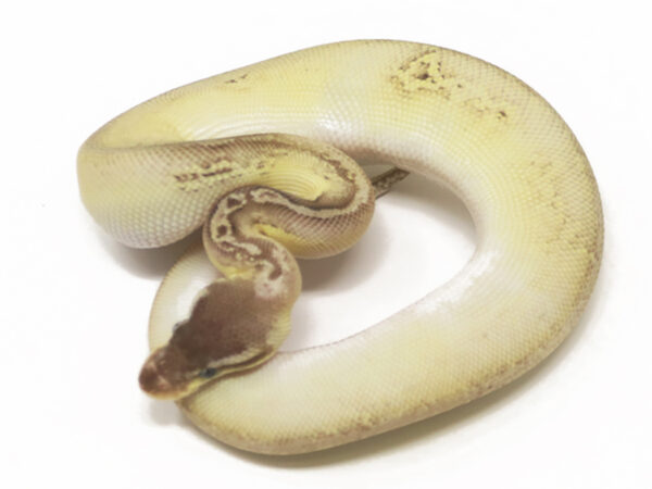 Bongo Pastave Het Red Axanthic (Male)